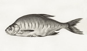 Fish (1775–1833) av Jean Bernard