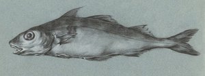 Fish Green (1775–1833) av Jean Bernard