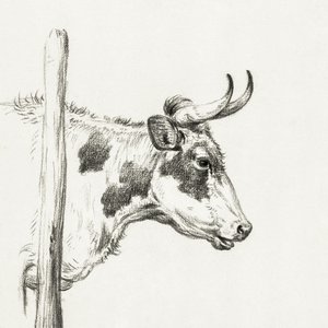Kohuvud, sett från höger (1820)