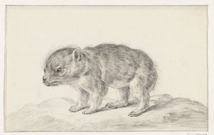 Ung björn (?) av Jean Bernard