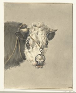 Huvudet på en ko, med en ring genom nosen, framifrån av Jean Bernard