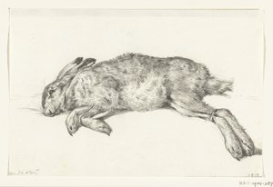 Liggande död hare
