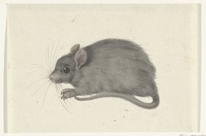 Mus, till vänster av Jean Bernard