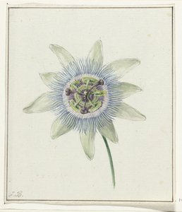 Passionsblomma av Jean Bernard