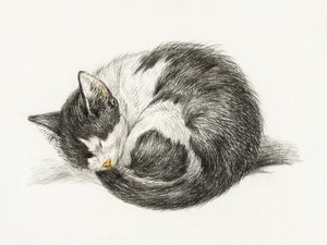 En ihoprullad, liggande, sovande katt (1825)
