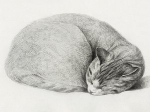 En hopkurad, sovande katt av Jean Bernard (1775–1883)