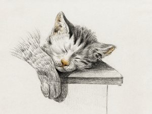 Skiss av en sovande katt