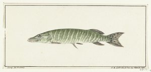 Gädda av Jean Bernard