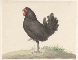 Stående svart kyckling