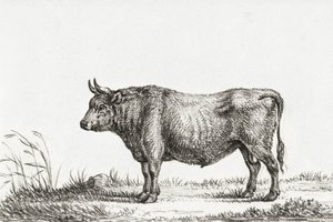 Stående tjur av Jean Bernard