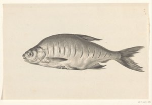 Fisk, liggande till vänster, med skåror av Jean Bernard