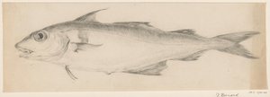 Fisk, till vänster av Jean Bernard