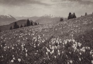 Rigi Kaltbad, Fruhling (s/v foto) av Jean Gaberell