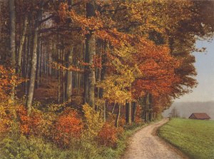 Schweiz: Autumn Woods (färgfoto)