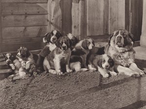 Schweiz: De berömda St Bernard Dogs (s/v foto)