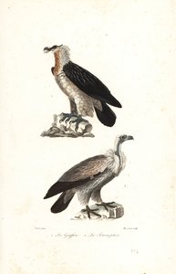 Skäggörn och Eurasia griffon.
