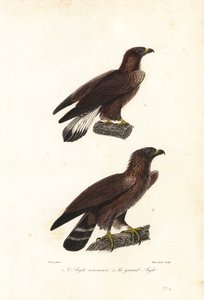Kungsörn, Aquila chrysaetos.