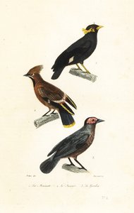 Hill myna, Bohemian waxwing och coleto.