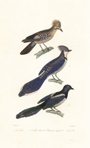 Jay, blue jay och skata.