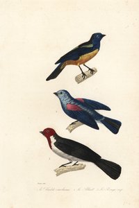 Turkos tanager, blågrå tanager och rödhårig kardinal.