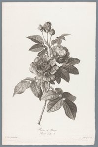 franska roos Rose de Provins / Rosa Gallica L. (titel på objekt) Blommor hämtade från naturen (...) (serietitel)