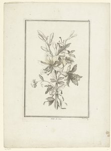 Bukett med lilja Belle de Jour (titel på objekt) IIe Cahier de Bouquets (serietitel) av Jean Jacques Avril (I)