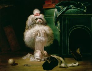 En hund av rasen Havannah, 1768