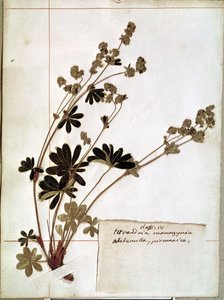 Alchemilla, från ett herbarium (pressade blommor)