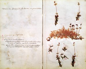 Sida 15 från ett herbarium