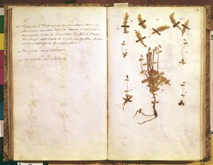 Sida 24 från ett herbarium