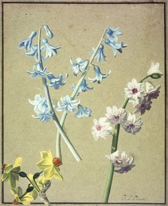 En blå och en lavendelhyacint och en gul narcissus, c.1805