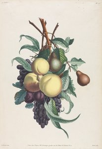 Samling av blommor och frukter: Grenar av rousselet, persika, plommon och druva