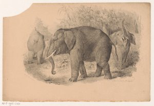 indiska elefanter av Jean Matthieu Kierdorff
