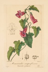 Flora för trädgårdsmästare, hobbyister och tillverkare: Maurandia semperflorens av Jean Pierre Frederic Barrois