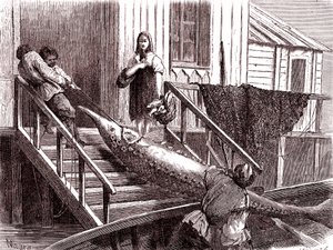 Fiskar stören på floden Volga, Ryssland. 1867 (gravyr)