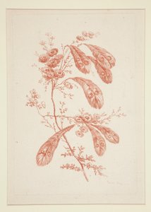 Utan titel (Ideala blommor), från en uppsättning om sex av Jeanne Deny