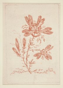 Utan titel (Ideala blommor), från en uppsättning om sex