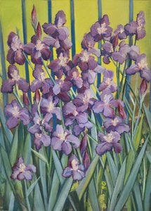 Purple Irises, 2023 (pastell på papper)