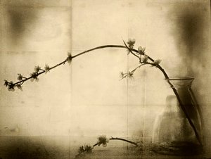 Stilleben med blommor i sepia av Jeffrey Hummel