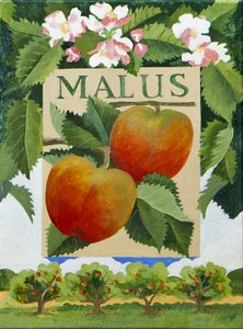 Malus (äpple), 2014 (akryl på duk)