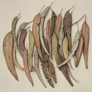 Eucalyptus Leaves, 2004 (wc på papper)