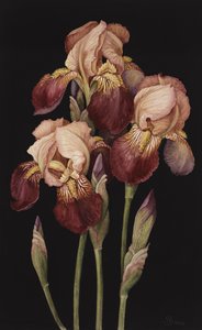 Irises, 2004 (wc on paper)