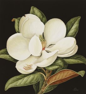 Magnolia Grandiflora, 2003 (wc on paper)