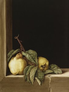 Quinces, 2005 (wc on paper)