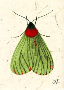 FlyMoth, 2024 (akvarell på papper) av Jenny Frean