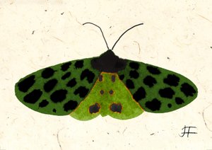 Tiger Moth, 2024 (akvarell på papper) av Jenny Frean