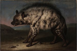 Hyenan i menageriet på Frederiksbergs slott av Jens Juel