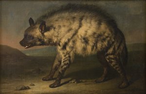 Hyenan i menageriet på Frederiksbergs slott av Jens Juel