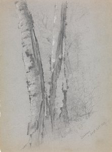 Study of Birch Trunks Scribners