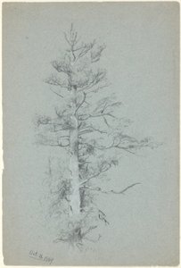 Trädstudie
